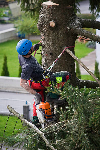 How Our Tree Care Process Works  in  Conway, SC