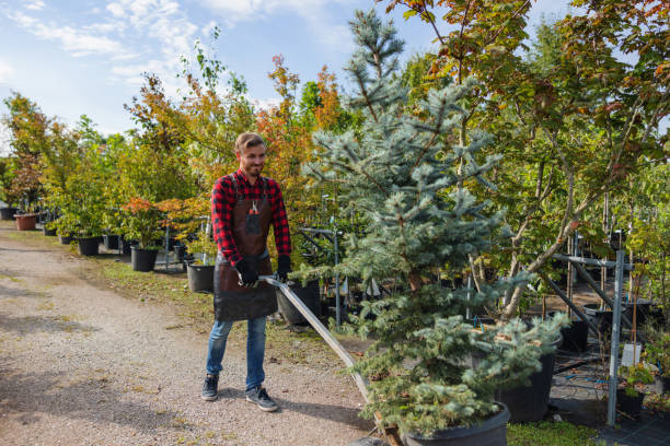 Reliable Conway, SC Tree Services Solutions